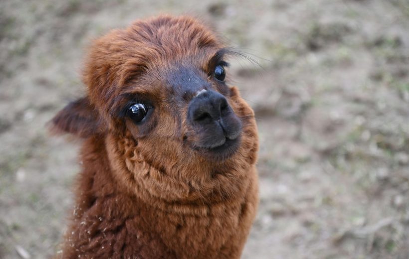 Alpaca Terapia